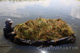 Petani memanen tanaman padi yang terendam banjir di persawahan Kawasan Jabon, Sidoarjo, Jawa Timur, Selasa (24/1). Banjir akibat hujan yang turun dengan intensitas cukup tinggi beberapa hari terakhir merendam tanaman padi seluas 200 ha sehingga sebagian besar padi rusak dan gagal panen. Antara Jatim/Umarul Faruq/zk/17