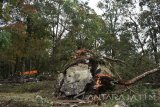 Sejumlah orang berada di dekat pohon roboh di jalur pendakian Gunung Lawu di Cemoro Sewu, Magetan, Jawa Timur, Sabtu (4/2). Hujan badai yang terjadi di kawasan jalur pendakian Gunung Lawu lewat Cemoro Sewu sejak Jumat (3/2) mengakibatkan banyak pohon tumbang dan membahayakan pendaki, sehingga pihak Perum Perhutani Kesatuan Pemangkuan Hutan (KPH) Lawu Dan Sekitarnya (DS) menutup sementara pendakian Gunung Lawu. Antara Jatim/Siswowidodo/zk/17