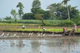 Sekumpulan burung kuntul (Bubulcus ibis) mengerubungi petani yang tengah membajak sawahnya di Desa Wringin Anom, Panarukan, Situbondo, Jawa Timur, Senin (6/2). Burung Kuntul merupakan burung sahabat petani karena memangsa hama padi seperti ulat, katak, dan orong-orong.
Antara Jatim/Seno/zk/17