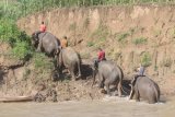 Pawang gajah atau mahout melakukan patroli gajah liar di Kawasan Conservation Response Unit (CRU) Serba Jadi, Aceh Timur, Aceh, Minggu (5/2). Sebanyak empat ekor gajah jinak Sumatera dikerahkan untuk berpatroli guna mengantisipasi kemungkinan konflik gajah liar dengan warga sekitar. ANTARA FOTO/Syifa Yulinnas/aww/17.
