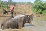 Pawang gajah atau mahout memandikan gajah sebelum melakukan patroli gajah di Kawasan Conservation Response Unit (CRU) Serba Jadi, Aceh Timur, Aceh, Minggu (5/2). Sebanyak empat ekor gajah jinak Sumatera dikerahkan untuk berpatroli guna mengantisipasi kemungkinan konflik gajah liar dengan warga sekitar. ANTARA FOTO/Syifa Yulinnas/aww/17.