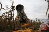 Panen Jagung Petani DMPA