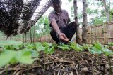 Seorang pekerja mengecek bibit kopi jenis robusta di Perkebunan kaliklatak, Banyuwangi, jawa Timur, Sabtu (11/2). Pembibitan kopi jenis ini dilakukan karena lebih tahan terhadap penyakit serta cocok ditanam di perkebunan Kaliklatak yang berada pada ketinggian 400-700 dpl. Antara Jatim/Budi Candra Setya/17