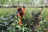 Pekerja merawat bibit tanaman cengkeh di Perkebunan Kaliklatak, Banyuwangi, Jawa Timur, Sabtu (11/2). Pembibitan tanaman cengkeh itu dilakukan untuk persiapan peremajaan pohon cengkeh guna menghasilkan kualitas serta meningkatkan produktivitas dari pohon cengkeh tersebut. Antara Jatim/Budi Candra Setya/zk/17