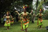 Sejumlah perempuan menampilkan Tari Lahbako di Taman Botani Sukorambi, Jember, Jawa Timur, Minggu (12/2). Tarian Lahbako merupakan tarian tradisional masyarakat Jember yang menggambarkan proses pengolahan tembakau, seperti menanam, memanen dan Jember merupakan salah satu penghasil tembakau terbaik di dunia. Antara Jatim/Seno/zk/17