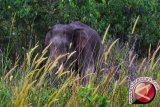 Kerusakan habitat gajah sumatera penyebab lonjakan konflik dengan manusia