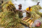 Sawah Terendam Banjir