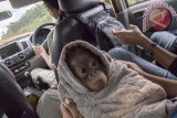 Satu individu bayi Orangutan Kalimantan (pongo pygmaeus) betina, Vena digendong anggota tim rescue dari International Animal Rescue (IAR) Indonesia usai dievakuasi dari rumah warga yang memeliharanya di Kampung Hilir Danau Limau, Desa Air Hitam Besar, Kecamatan Kendawangan, Kabupaten ketapang, Kalimantan Barat, Selasa (14/2). Vena yang berusia tujuh bulan dan telah dipelihara pemiliknya, Bahiyah selama tiga bulan tersebut, berhasil dievakuasi IAR Indonesia dan BKSDA Seksi Konservasi Wilayah I Ketapang. ANTARA FOTO/Humas IAR Indonesia-Rudiansyah/jhw/17

