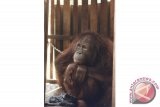 Seorang anggota tim rescue dari International Animal Rescue (IAR) Indonesia mengevakuasi satu individu Orangutan Kalimantan (pongo pygmaeus) betina, Ami di rumah warga yang memeliharanya di Desa Manis Mata, Kecamatan Manis Mata, Kabupaten Ketapang, Kalimantan Barat, Selasa (14/2). Ami yang diperkirakan berusia 5-6 tahun tersebut, berhasil dievakuasi IAR Indonesia dan BKSDA Seksi Konservasi Wilayah I Ketapang dari kediaman warga Manis Mata, Ari Yanto yang membelinya dari warga Jambi, Kalbar seharga Rp1,1 juta dan sudah memeliharanya selama tiga bulan. ANTARA FOTO/Humas IAR Indonesia-Heribertus/jhw/17 