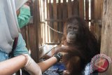 Seorang anggota tim rescue dari International Animal Rescue (IAR) Indonesia mengevakuasi satu individu Orangutan Kalimantan (pongo pygmaeus) betina, Ami di rumah warga yang memeliharanya di Desa Manis Mata, Kecamatan Manis Mata, Kabupaten Ketapang, Kalimantan Barat, Selasa (14/2). Ami yang diperkirakan berusia 5-6 tahun tersebut, berhasil dievakuasi IAR Indonesia dan BKSDA Seksi Konservasi Wilayah I Ketapang dari kediaman warga Manis Mata, Ari Yanto yang membelinya dari warga Jambi, Kalbar seharga Rp1,1 juta dan sudah memeliharanya selama tiga bulan. ANTARA FOTO/Humas IAR Indonesia-Heribertus/jhw/17

