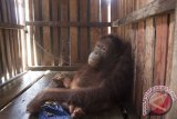 Satu individu Orangutan Kalimantan (pongo pygmaeus) betina, Ami berada dalam kandang di rumah warga yang memeliharanya di Desa Manis Mata, Kecamatan Manis Mata, Kabupaten Ketapang, Kalimantan Barat, Selasa (14/2). Ami yang diperkirakan berusia 5-6 tahun tersebut, berhasil dievakuasi IAR Indonesia dan BKSDA Seksi Konservasi Wilayah I Ketapang dari kediaman warga Manis Mata, Ari Yanto yang membelinya dari warga Jambi, Kalbar seharga Rp1,1 juta dan sudah memeliharanya selama tiga bulan. ANTARA FOTO/Humas IAR Indonesia-Heribertus/jhw/17