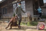 Seorang anggota tim rescue dari International Animal Rescue (IAR) Indonesia mengevakuasi satu individu Orangutan Kalimantan (pongo pygmaeus) betina, Ami di rumah warga yang memeliharanya di Desa Manis Mata, Kecamatan Manis Mata, Kabupaten Ketapang, Kalimantan Barat, Selasa (14/2). Ami yang diperkirakan berusia 5-6 tahun tersebut, berhasil dievakuasi IAR Indonesia dan BKSDA Seksi Konservasi Wilayah I Ketapang dari kediaman warga Manis Mata, Ari Yanto yang membelinya dari warga Jambi, Kalbar seharga Rp1,1 juta dan sudah memeliharanya selama tiga bulan. ANTARA FOTO/Humas IAR Indonesia-Heribertus/jhw/17

