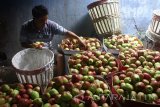 Seorang pengepul buah memisahkan apel lokal jenis manalagi atau biasa disebut sebagai apel malang di Batu, Malang, Jawa Timur, Rabu (15/2). Petani dan pedagang apel malang di kawasan tersebut mengaku keuntungannya berkurang akibat serbuan apel impor di pasaran sejak sebulan terakhir sehingga membuat harga apel lokal turun dari Rp14.000 menjadi Rp10.000 per kilogram. Antara Jatim/Ari Bowo Sucipto/zk/17