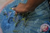 Warga merawat ikan hias laut hasil tangkapan yang dibudidayakan di pesisir pantai Aceh Besar, Aceh, Selasa (21/2). Warga di daerah membudidayakan ikan hias laut jenis Botana biru (Acanthurus leucosternon) yang dijual Rp15.000 hingga Rp25.000 per ekor tergantung ukuran yang dipasarkan ke Medan, Sumatera Utara dan beberapa kota besar lainnya di Indonesia. (ANTARA FOTO/Irwansyah Putra)