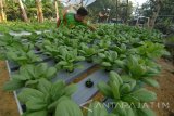 Pembudi daya sayuran dengan pola tanpa tanam tanpa media tanah (Hidroponik) memeriksa tanaman sawi usia 20 hari di Desa Panempan, Pamekasan, Jawa Timur, Kamis (23/2).  Sistem hidroponik mulai digemari di daerah itu, karena selain masa panen lebih cepat dan harga produksi lebih tinggi juga dinilai lebih sehat dan segar karena tanpa pestisida, jika dibanding dengan pola tanam konvensional. Antara Jatim/Saiful Bahri/zk/17
