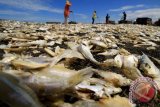 Warga kampung nelayan menjemur ikan campuran di pesisir Desa Pusong, Lhokseumawe, Aceh, Jumat (24/2). Pengeringan ikan untuk kebutuhan pakan itu terhambat akibat kondisi cuaca tidak stabil yang menganggu proses pengeringan mengakibatkan target produksi dan pengiriman ke sejumlah pasar diluar Aceh tidak memenuhi target. (ANTARA FOTO/Rahmad)