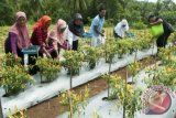 Warga melakukan panen perdana cabai Program Gerakan Tanam (Gertam) Cabai di lahan pertanian warga, Kawasan Telaga Kodok, Ambon, Maluku, Senin (27/2). Sejak 25 November 2016, Menteri Pertanian mencanangkan Gerakan Penanaman 50 juta tanaman cabai di seluruh Indonesia, yang melibatkan Tim Penggerak PKK Pusat dan daerah, melalui pemanfaatan pekarangan rumah, sekolah, kantor dan gedung-gedung lainnya. ANTARA FOTO/Embong Salampessy/aww/17.