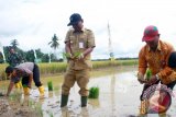 Bupati dan Wakil Bupati Hulu Sungai Tengah (HST) H. Abdul Latif dan H A Chairansyah lakukan syukuran panen raya padi sekaligus memulai tanam program IP.200 bersama kelompok tani Pelita Maju desa Paya Kecamatan Batang Alai Selatan (BAS), Kamis (02/3). Foto:Antaranews Kalsel/Upik/G.