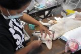 Dokter hewan memberi obat terhadap seekor anjing milik warga dalam program vaksinasi, kastrasi dan sterilisasi hewan penular rabies di Denpasar, Bali, Kamis (2/3). Program tersebut  untuk menekan penyakit rabies di Kota Denpasar dengan menyasar hewan penular penyakit anjing gila yang sebagian besar dipelihara namun diliarkan pemiliknya. FOTO ANTARA/Nyoman Budhiana/i018/2017.