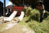 Pekerja merontokan gabah dari tanaman padi menggunakan mesin perontok di Desa Waruboto, Kediri, Jawa Timur, Kamis (2/3). Perum Bulog menargetkan penyerapan beras dan gabah pada tahun 2017 mencapai 3,7 ton dari sebelumnya 3,9 ton pada tahun 2016 karena harga beras di tingkat petani sudah berada di atas Harga Pembelian Pemerintah (HPP) sehingga Bulog tidak perlu melakukan penyerapan kecuali untuk kebutuhan stok. Antara Jatim/Prasetia Fauzani/zk/17