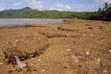 Ratusan ton sampah menutupi bibir Pantai Sidem, Tulungagung, Jawa Timur, Sabtu (4/3). Banjir di kawasan hulu dan hilir menyebabkan ratusan ton sampah terbawa arus sungai hingga muara dan menutup sebagian besar kawasan pesisir sekitarnya. Antara Jatim/Destyan Sujarwoko/zk/17