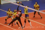 Pebola voli putri Bandung Bank BJB Janara Stedile (kedua kiri) berusaha menghalau bola dari pebola voli putri Jakarta Pertamina Energi Shinta Aini (tengah) dalam pertandingan Proliga putaran kedua minggu pertama di GOR Tri Dharma, Gresik, Jawa Timur, Sabtu (4/3). Jakarta Pertamina Energi menang dengan skor 3-1 (25-23, 23-25, 25-17, 25-21). Antara Jatim/Zabur Karuru/zk/17