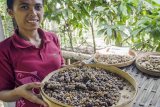 Perajin Kopi Luwak Lampung Barat Harapkan KUR 