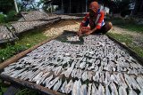 Istri nelayan menjemur ikan asin di Desa Tanjung, Pamekasan, Jawa Timur, Selasa (7/3). Dalam sepekan terakhir produksi ikan asin di daerah itu meningkat dari 200 kg per hari menjadi 800 kg per hari seiring mulai membaiknya cuaca di laut. Antara Jatim/Saiful Bahri/zk/17