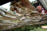 Istri nelayan menjemur ikan asin di Desa Tanjung, Pamekasan, Jawa Timur, Selasa (7/3). Dalam sepekan terakhir produksi ikan asin di daerah itu meningkat dari 200 kg per hari menjadi 800 kg per hari seiring mulai membaiknya cuaca di laut. Antara Jatim/Saiful Bahri/zk/17