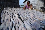 Istri nelayan menjemur ikan asin di Desa Tanjung, Pamekasan, Jawa Timur, Selasa (7/3). Dalam sepekan terakhir produksi ikan asin di daerah itu meningkat dari 200 kg per hari menjadi 800 kg per hari seiring mulai membaiknya cuaca di laut. Antara Jatim/Saiful Bahri/zk/17