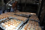 Pekerja menata telur yang baru selesai dipanen disalah satu sentra peternakan ayam petelur di Blitar, Jawa Timur, Rabu (8/3). Anjloknya harga telur dipasaran yang diduga akibat maraknya penjualan telur tunas oleh oknum korporasi, sejumlah peternak ayam petelur mengaku harus menanggung kerugian hingga Rp.1,5 juta per hari dari total produksi telur sebanyak 50 kuintal per hari. Antara Jatim/Irfan Anshori/zk/17