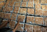 Pekerja menata telur yang baru selesai dipanen disalah satu sentra peternakan ayam petelur di Blitar, Jawa Timur, Rabu (8/3). Anjloknya harga telur dipasaran yang diduga akibat maraknya penjualan telur tunas oleh oknum korporasi, sejumlah peternak ayam petelur mengaku harus menanggung kerugian hingga Rp.1,5 juta per hari dari total produksi telur sebanyak 50 kuintal per hari. Antara Jatim/Irfan Anshori/zk/17