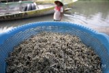 Seorang perempuan mencuci kerang putih (corbula faba) atau Kupang hasil tangkapan melaut di wilayah pesisir pantai utara Jawa Timur di kawasan Balong Dowo, Candi, Sidoarjo, Jawa Timur, Rabu (8/3). Nelayan mengeluhkan kondisi laut yang tercemar dan cuaca tak menentu sehingga mengakibatkan produksi kupang tidak maksimal. Antara Jatim/Umarul Faruq/zk/17