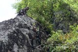 Sejumlah siswa Pendidikan Khusus Intai Amfibi (Diktaifib) angkatan ke-43 Sekolah Khusus (Sesus) Marinir melakukan daki serbu (Dakibu) tebing di karang di Pantai Lampon, Pesanggaran, Banyuwangi, Jawa Timur, Kamis (9/3). Latihan yang diikuti sekitar 32 siswa Diktaifib tersebut untuk mengasah kemampuan pertempuran dalam teknik infiltrasi dalam penyerbuan kedaerah lawan yang tidak diduga. Antara Jatim/M Risyal Hidayat/zk/17