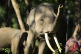 Sejumlah gajah terlatih berada di lokasi Conservation Response Unit (CRU) Sampoiniet, Kabupaten Aceh Jaya, provinsi Aceh, Minggu (12/3). Balai Konservasi Sumber Daya Alam (BKSDA) Aceh secara rutin melakukan patroli dengan mengerahkan empat ekor gajah terlatih di daerah itu guna mengusir kawanan gajah liar yang merusak lahan perkebunan dan juga untuk mencegah konflik gajah dengan manusia.(ANTARA FOTO/Ampelsa)