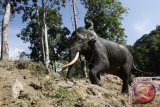 Mahout atau Pawang gajah menggiring gajah terlatih di lokasi Conservation Response Unit (CRU) Sampoiniet, Kabupaten Aceh Jaya, provinsi Aceh, Minggu (12/3). Balai Konservasi Sumber Daya Alam (BKSDA) Aceh secara rutin melakukan patroli dengan mengerahkan empat ekor gajah terlatih di daerah itu guna mengusir kawanan gajah liar yang merusak lahan perkebunan dan juga untuk mencegah konflik gajah dengan manusia.(ANTARA FOTO/Ampelsa)