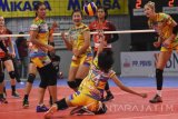 Pebola voli putri Gresik Petrokimia, Bunga Mitasari (tengah) gagal mengembalikan bola kearah pebola voli putri Jakrta Pertamina Energi putri dalam pertandingan Proliga putaran kedua minggu kedua di GOR Kertajaya Surabaya, Jawa Timur, Minggu (12/3). Jakarta Pertamina Energi menang dengan skor 3-0 ( 25-22, 25-15, 25-12). Antara Jatim/M Risyal Hidayat/zk/17