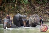 Mahoud atau pawang gajah memandikan gajah terlatih sebelum melakukan patroli di sungai Iee Jeurengeh, Desa Ligan, Kecamatan Sampoinet, Kabupaten Aceh Jaya, Propinsi Aceh Minggu (12/3). Balai Konservasi Sumber Daya Alam (BKSDA) Aceh secara rutin melakukan patroli dengan mengerahkan empat ekor gajah terlatih di daerah itu guna mengusir kawanan gajah liar yang merusak lahan perkebunan dan juga untuk mencegah konflik gajah dengan manusia.(ANTARA FOTO/Ampelsa)