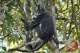 Seekor Monyet Kedih Sumatera (Presbytis thomas) berada di pohon kawasan hutan Desa Ligan Kabupaten Aceh Jaya, provinsi Aceh, Minggu (12/3). Hewan primata yang hanya terdapat di Pulau Sumatera itu termasuk dalam daftar hewan langka yang populasinya terancam punah. (ANTARA FOTO/Ampelsa)