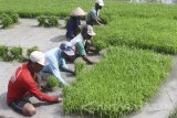 Petani memisahkan bibit padi untuk ditanam di lahan sawah di Sambiroto, Ngawi, Jawa Timur, Senin (13/3).  Kementerian Pertanian berupaya menggenjot produksi pangan dengan menambah Luas Tambah Tanam (LLT) padi di bulan Maret yakni minimal mencapai lahan seluas dua juta hektare. Antara Jatim/Ari Bowo Sucipto/zk/17. 