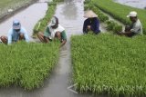 Petani memisahkan bibit padi untuk ditanam di lahan sawah di Sambiroto, Ngawi, Jawa Timur, Senin (13/3).  Kementerian Pertanian berupaya menggenjot produksi pangan dengan menambah Luas Tambah Tanam (LLT) padi di bulan Maret yakni minimal mencapai lahan seluas dua juta hektare. Antara Jatim/Ari Bowo Sucipto/zk/17. 