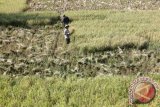 Petani memanen padi di Cot Irie, Aceh Besar, Aceh, Minggu (12/3). Kementerian Pertanian menargetkan luas panen padi pada 2017 seluas 16 juta hektare, dengan produktivitas 53,46 kuintal perhektar (Ku/Ha) dan target produksi 85,5 juta ton gabah kering giling (GKG). (ANTARA FOTO/Irwansyah Putra)