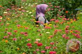 Biji pepaya dan propolis bisa diolah menjadi pencegah bau mulut alami