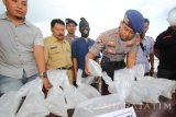 Petugas memerikasa bibit lobster (benur) hasil tangkapan di Mako Polair Banyuwangi, Jawa Timur, Senin (13/3). Satpolair Banyuwangi berhasil menggagalkan penyelundupan bibit lobster sebanyak 1437 ekor yang akan dikirim ke Vietnam. Antara Jatim/Budi Candra Setya/zk/17.