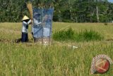 Petani merontokkan padi yang telah dipanen di persawahan Desa Semana, Badung, Bali, Selasa (14/3). Pemerintah pusat menargetkan luas tanam yang harus dicapai Bali pada tahun 2017 terkait program upaya khusus swasembada padi seluas 170.000 hektare setelah tahun lalu Bali berhasil mencapai luas tanam padi hingga 156.000 hektare. ANTARA FOTO/Fikri Yusuf/wdy/17.