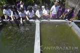 Sejumlah siswa Sekolah Dasar Kristen Benih Harapan memberikan makan ikan lele saat eduwisata ikan lele di industri rumahan Aneka Olahan Lele Matrix, Sumbersari, Jember, Jawa Timur, Rabu (15/3). Eduwisata yang diikuti siswa kelas 1 sampai 6 tersebut untuk memberikan pengetahuan tentang budidaya ikan lele, aneka olahan berbagai macam panganan dari ikan lele, seperti nugget, stik duri, abon, pastel kering yang mengandung omega tiga, protein, kalsium sekaligus untuk kampanye membudayakan makan ikan. Antara Jatim/Seno/zk/17. 