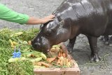 Penjaga hewan (Animal Keeper) Bambang Irawan memberi makan istimewa pada kuda nil kerdil (Pygmy Hippopotamus) bernama Devi ketika ulang tahun ke-32 tahun di kandang peraga Kebun Binatang Surabaya (KBS) Jawa Timur, Rabu (15/3). Kuda Nil yang berasal dari Singapura tersebut yang telah mempunyai empat ekor anak tersebut merupakan satu dari delapan kuda nil koleksi dari KBS. Antara Jatim/M Risyal Hidayat/zk/17 
