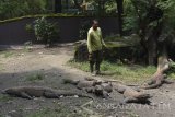 Seorang penjaga hewan (Animal Keeper) Suradji berinteraksi dengan Komodo (Varanus komodoensis) di kandang peraga Kebun Binatang Surabaya (KBS) Surabaya, Jawa Timur, Rabu (15/3). Menurut data dari humas KBS, 72 ekor komodo dari koleksi satwa KBS tersebut mengalami berlebihan populasi dari enam kandang yang dimiliki KBS. Antara Jatim/M Risyal Hidayat/zk/17 