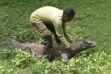 Seorang penjaga hewan (Animal Keeper) Suradji berinteraksi dengan Komodo (Varanus komodoensis) di kandang peraga Kebun Binatang Surabaya (KBS) Surabaya, Jawa Timur, Rabu (15/3). Menurut data KBS, 72 ekor komodo dari koleksi satwa KBS tersebut mengalami berlebihan populasi dari enam kandang yang dimiliki KBS. Antara Jatim/M Risyal Hidayat/zk/17 