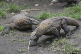 Sejumlah Komodo (Varanus komodoensis) di kandang peraga Kebun Binatang Surabaya (KBS) Surabaya, Jawa Timur, Rabu (15/3). Menurut data KBS, 72 ekor komodo dari koleksi satwa KBS tersebut mengalami berlebihan populasi dari enam kandang yang dimiliki KBS. Antara Jatim/M Risyal Hidayat/zk/17 